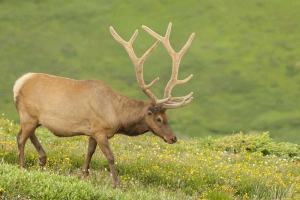 Colorado, Rocky Mts Bull elk in velvet walking